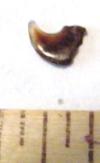 Stephanodus aff. minimus shark tooth